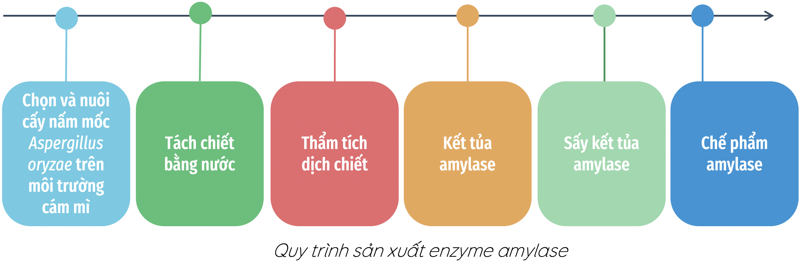 quy trình sản xuất amylase